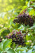 Sampo Elderberry - Raintree Nursery