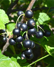 Kirovchanka Black Currant - Raintree Nursery