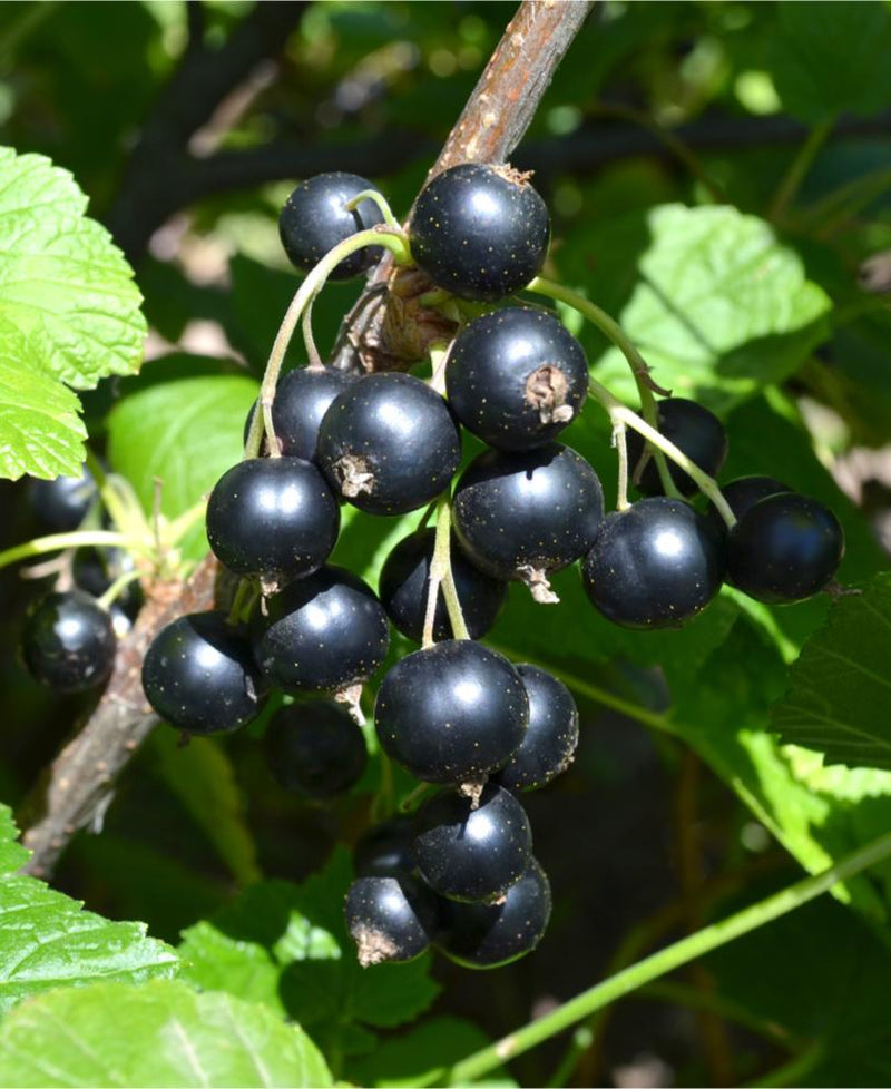 Kirovchanka Black Currant - Raintree Nursery