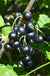 Kirovchanka Black Currant - Raintree Nursery