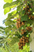 Exbury Fuzzy Kiwi - Raintree Nursery