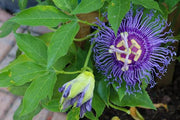 Passiflora Maypop - Raintree Nursery