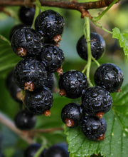 Ben Sarek Black Currant - Raintree Nursery