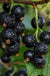 Ben Sarek Black Currant - Raintree Nursery