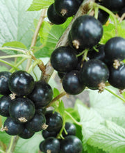 Hilltop Baldwin Black Currant - Raintree Nursery