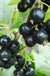 Hilltop Baldwin Black Currant - Raintree Nursery