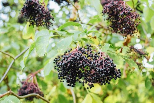Korsor Elderberry - Raintree Nursery