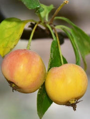 Hewes Virginia Crabapple - Raintree Nursery