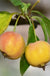 Hewes Virginia Crabapple - Raintree Nursery
