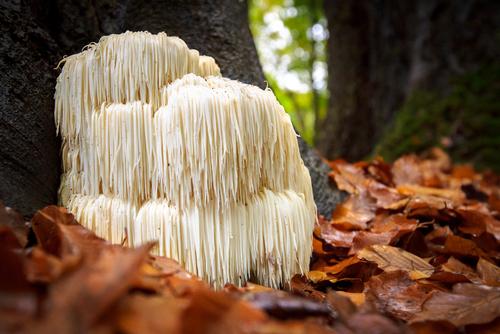 Lion's Mane Mushroom 100 dowels - Raintree Nursery