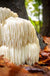 Lion's Mane Mushroom 100 dowels - Raintree Nursery