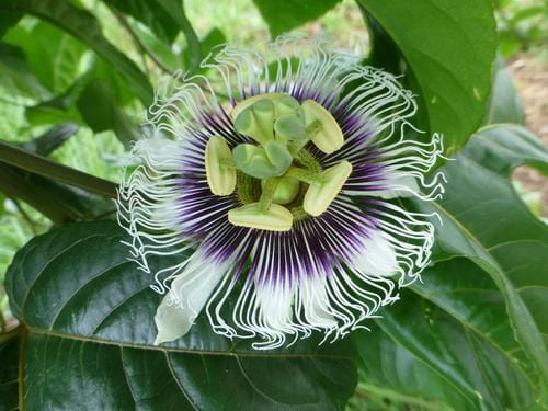 Black Knight passiflora - Raintree Nursery