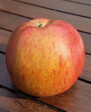 Melrose Apple - Raintree Nursery