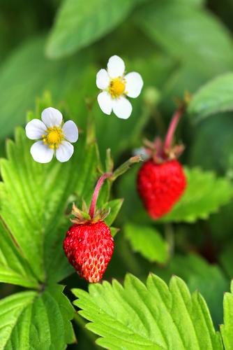 Mignonette Strawberry - Raintree Nursery