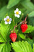 Mignonette Strawberry - Raintree Nursery