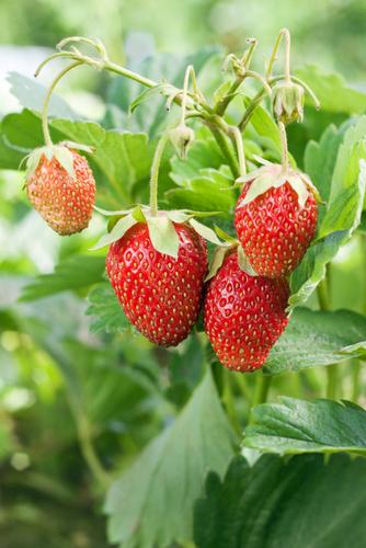Eversweet Strawberry Bundle (3 Packs)-Raintree Nursery-