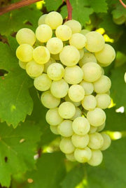 Lakemont Seedless Grape - Raintree Nursery