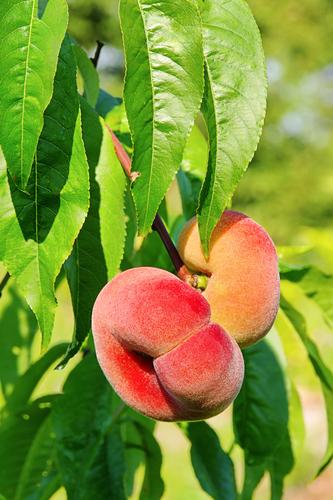 Saturn Peach - Raintree Nursery