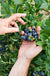 Brunswick Maine Blueberry - Raintree Nursery
