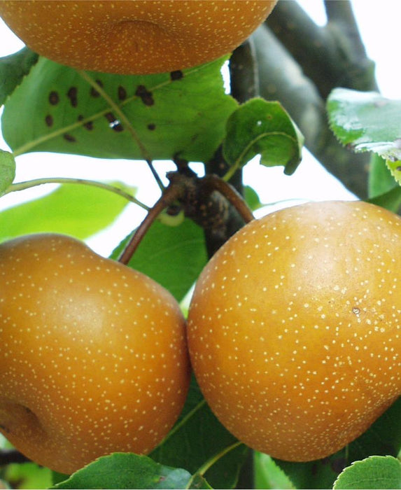 Chojuro Asian Pear - Raintree Nursery