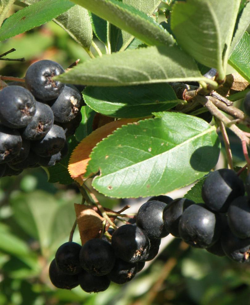 Nero Aronia - Raintree Nursery