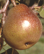 Honey Sweet European Pear - Raintree Nursery