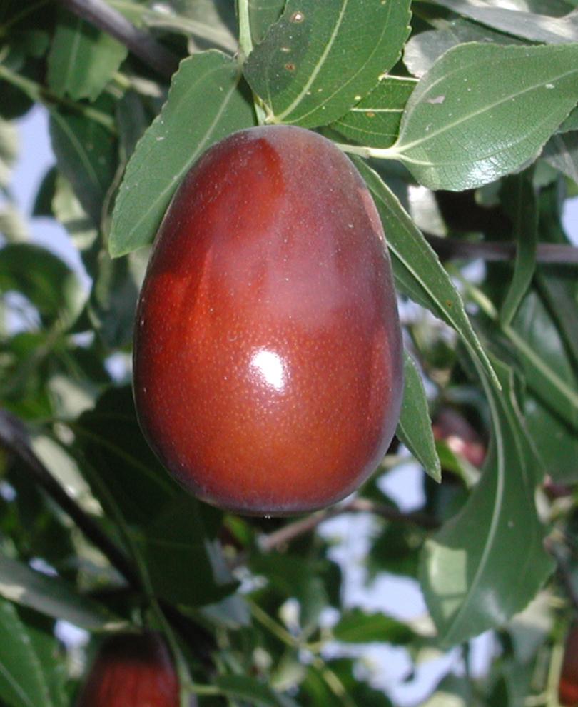 Jujube Trees