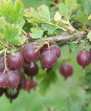 Jeanne Gooseberry - Raintree Nursery