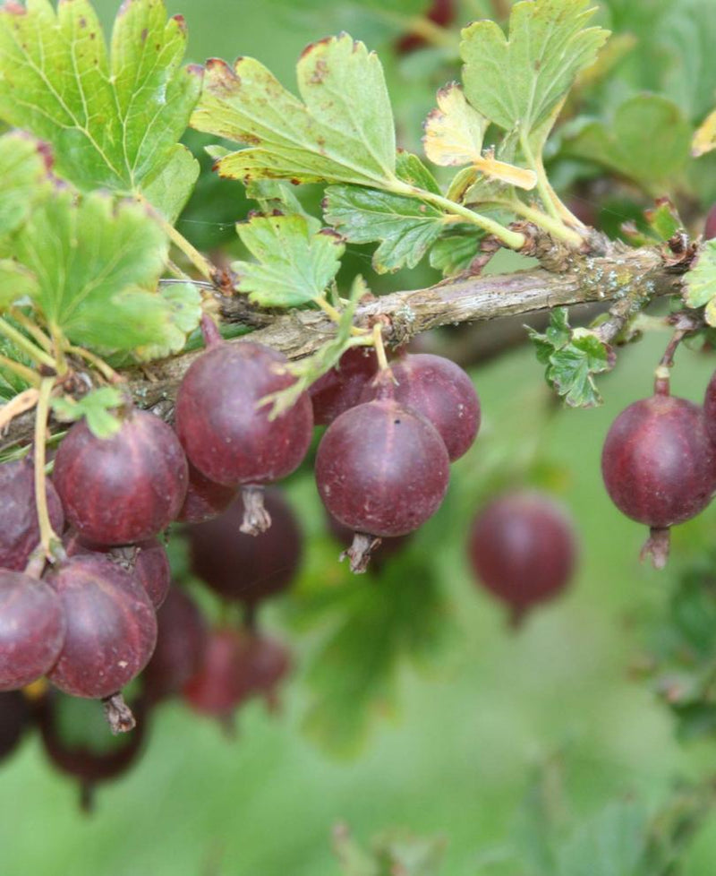 Jeanne Gooseberry - Raintree Nursery