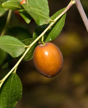Sugar Cane Jujube - Raintree Nursery