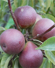 Seckel European Pear - Raintree Nursery
