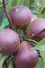 Seckel European Pear - Raintree Nursery