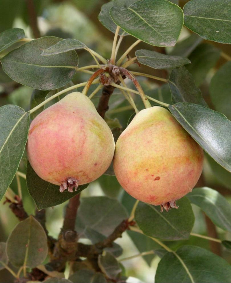 Summer Blood Birne European Pear - Raintree Nursery