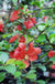 Victory Flowering Quince - Raintree Nursery