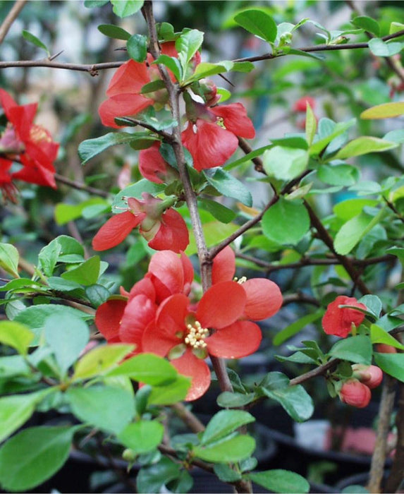 Victory Flowering Quince - Raintree Nursery