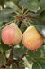 Summer Blood Birne European Pear - Raintree Nursery