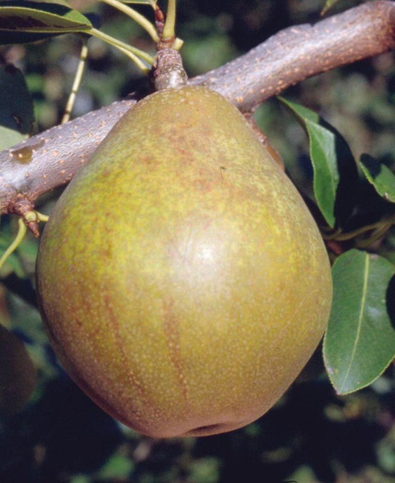 Pear Late Season Pollinators