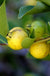 Lemon Guava - Raintree Nursery
