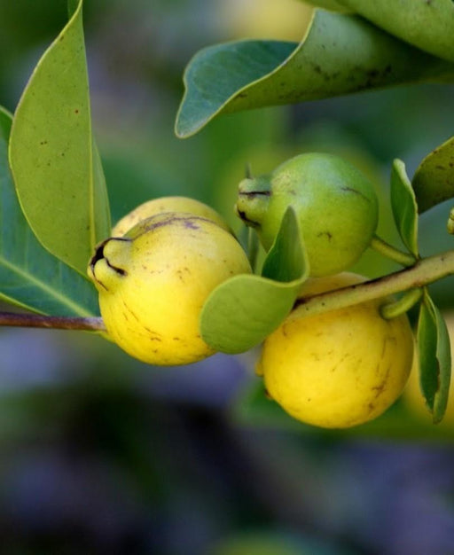 Lemon Guava - Raintree Nursery