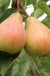 Stuttgarter Geishirtle European Pear - Raintree Nursery