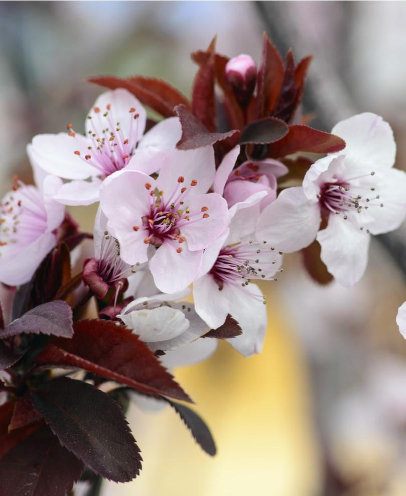 Asian Plum Trees — Raintree Nursery