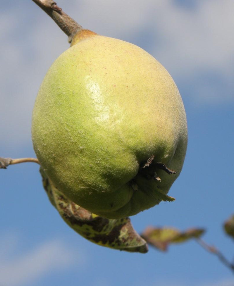 Smyrna quince - Raintree Nursery