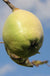 Smyrna quince - Raintree Nursery