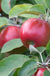 Snowsweet Apple - Raintree Nursery