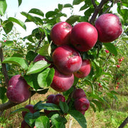 Cosmic Crisp and Spartan Apple Bundle (3 Trees)-Raintree Nursery-4'-5' Bareroot-