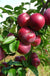 Honeycrisp and Spartan Apple Bundle (3 Trees)-Raintree Nursery-4'-5' Bareroot-