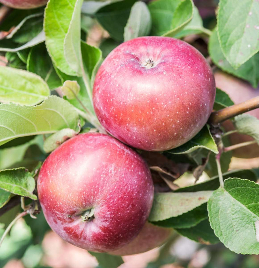 Order Fruit Trees Online Fruit Trees For Sale Online — Page 9