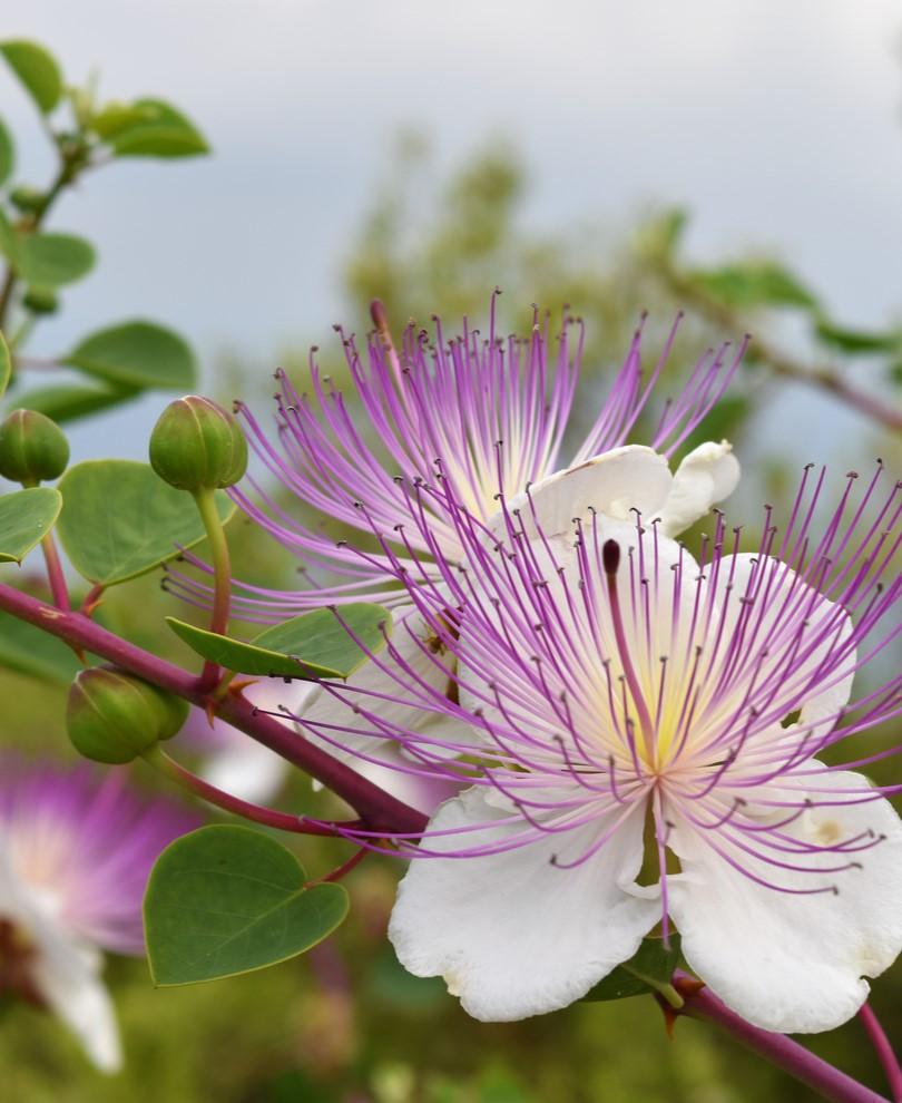 Spineless Caper-Gal Pot - Raintree Nursery