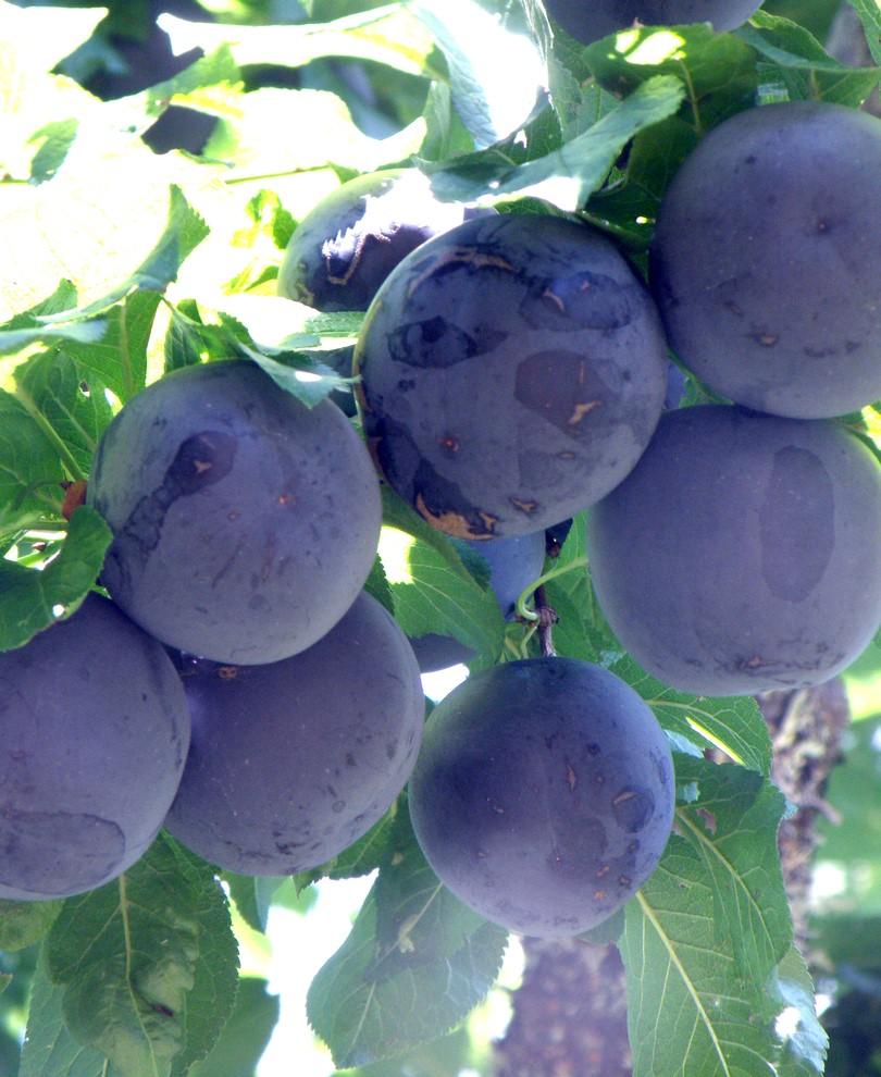 Sprite Asian Plum - Raintree Nursery