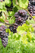 St. Theresa Seedless Grape - Raintree Nursery